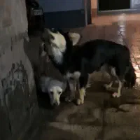 یک جفت سگ نر ماده خارجی جفت خرده باردار ارزان