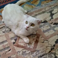 اسکاتیش سفید|گربه|شیراز, ارم|دیوار