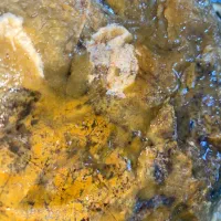 عقیق زرد|جواهرات|اردبیل, |دیوار