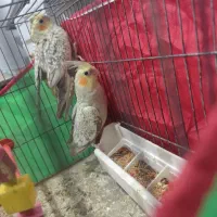 دو عدد عروس هلندی گل باقالی زیبا و بسیار شیطون