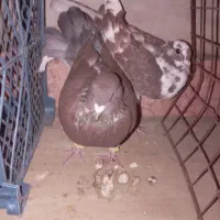 9تا فروشی پرشی