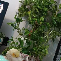 گلدان پتوس سبز و ابلق|گل و گیاه طبیعی|شیراز, فاضل|دیوار