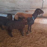 میش افشارجوان بادوبره جنس دارنروماده