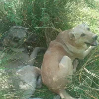 سگ سرابی