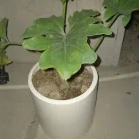 فروش انواع گل اپارتمانی|گل و گیاه طبیعی|بندرعباس, |دیوار