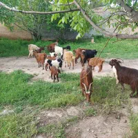 بز بزغاله دار