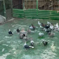 کفتر پرشی ساعت بالا