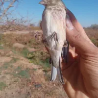 سهره گاوی جنگلی سبز و زرد|پرنده|تاکستان, |دیوار