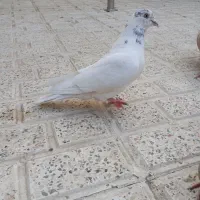 کفتر وکبوتر