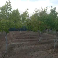 فروش-باغچه