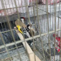 سهره تازه قیمت مقطوع|پرنده|بروجرد, |دیوار