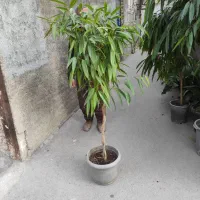 ۲۰ نوع گل اپارتمانی