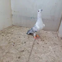 کفتر|پرنده|تربت‌حیدریه, ۴۵ متری|دیوار