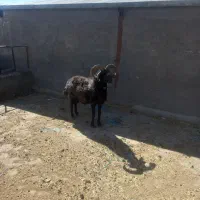 فروش یک راس قوچ