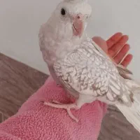 عروس هلندی