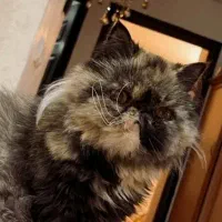 گربه تری کالر