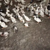 فروش جوجه اردک ورامینی