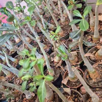 ادنیوم آدنیوم بنسای|گل و گیاه طبیعی|اصفهان, مهدی آباد|دیوار