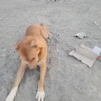 سگ نگهبان گم شده.