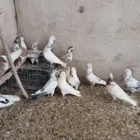 کبوتر مایه ،معامله با زنبور عسل، کهره یا بره کوچک