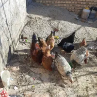 مرغ وخروس محلی بشرط تخم