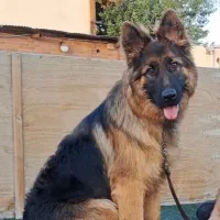 مربی سگ / آموزش سگ / تربیت سگ / پانسیون سگ