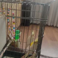 دوعدد عروس هلندی نر و ماده