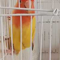 طوطی برزیلی