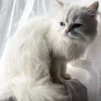 گربه پرشین ماده چشم دریایی