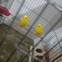 جفت مرغ عشق هلندی|پرنده|اهواز, کوی علوی|دیوار