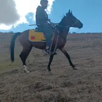 اسب ماده دوساله