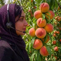 نهال هلو کاردی پیش‌رس در اراک،مشاوره اقلیمی رایگان