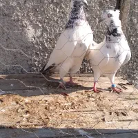 کبوتر پرشی ساعت سنگین