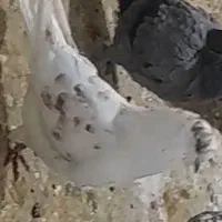 کبوتررفتنی