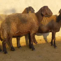 میش داشت آبستن وجوان افشاری به شرط مایه کرده