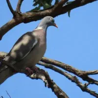 بادی ۵ و نیم