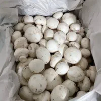 فروش قارچ درجه یک و درجه دو با کیفیت و قیمت مناسب|خوردنی و آشامیدنی|شاهین‌شهر, شهرک گلدیس|دیوار