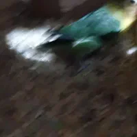 پرندگان|پرنده|مشکیندشت, |دیوار