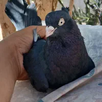 کفتر زاغ|پرنده|بم, |دیوار