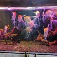 آنجل مولدسوپرسایزپیشونی قرمز چهل گیس