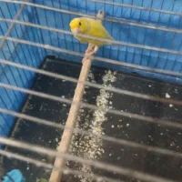 قناری دو عدد نر مست عالی