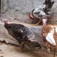 بوقلمون ماده و خروس