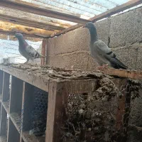 کبوتر مسافتی و پروازی|پرنده|ماسال, |دیوار