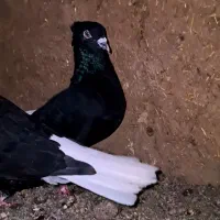 زاغ دم سفید|پرنده|بردسکن, |دیوار