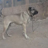 واگذاری سگ سرابی