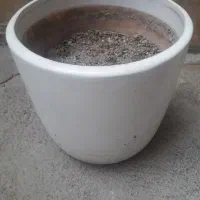 گلدون