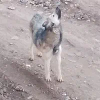 سگ نژاد گرگی