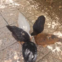 پنج عدد جوجه مرغ سالم سرحال