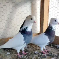 کبوتر|پرنده|اردکان, |دیوار