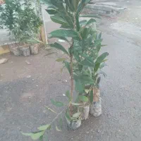 درخت|گل و گیاه طبیعی|اندیکا, |دیوار